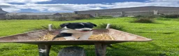 Welsh Collie dogs for sale: Welsh collie pups - Advert 3