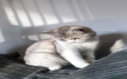 British Shorthair cats for sale: Two female British shorthairs - Image 3