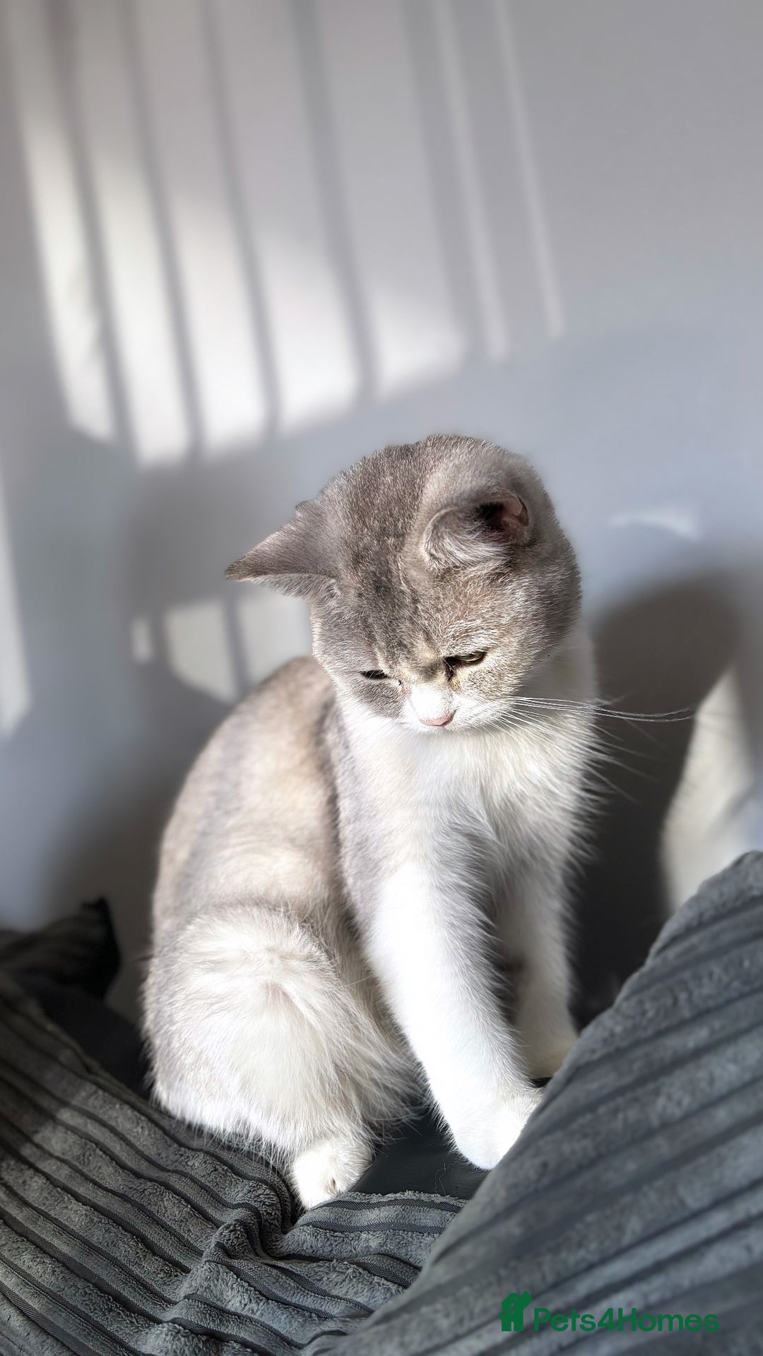 British Shorthair cats for sale: Two female British shorthairs - Image 3