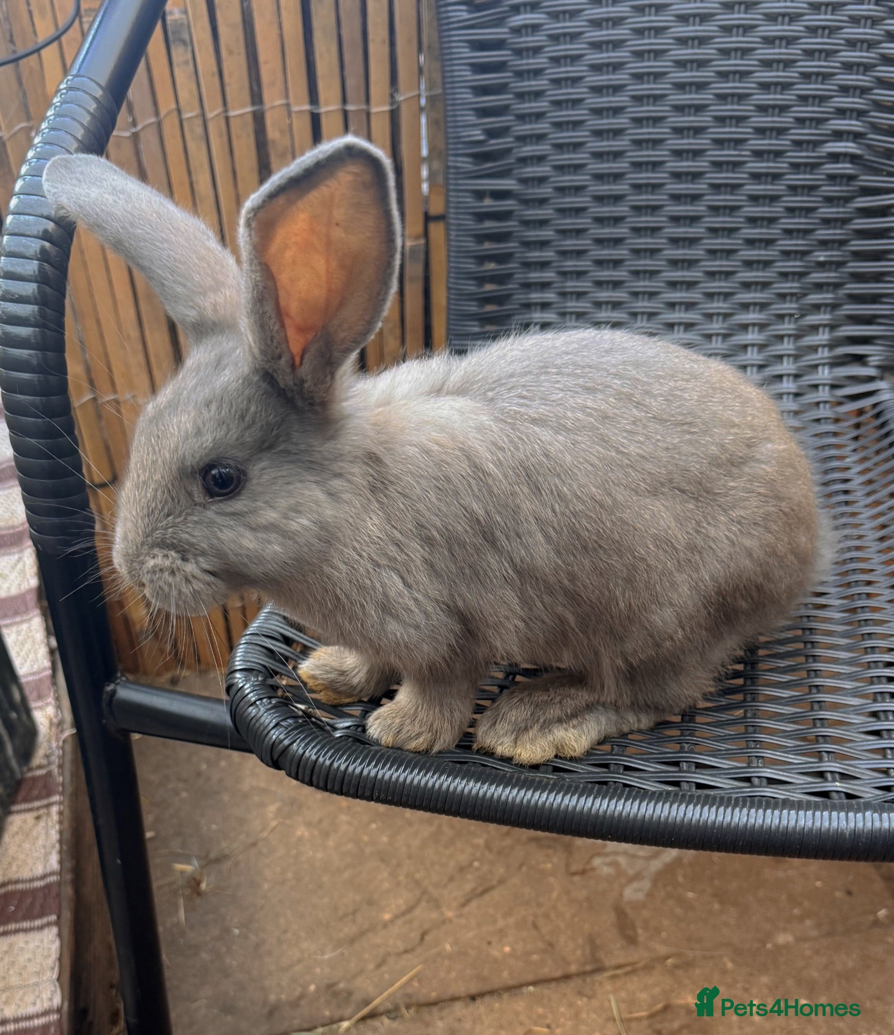 French Lop rabbits Continental x French lop 🩶 READY TO LEAVE NOW  - Advert 2