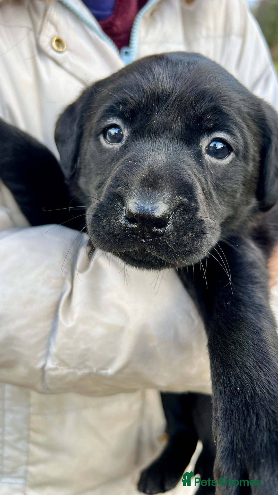 Labrador Retriever dogs for sale: KC Registered black Labrador Puppies for sale - Advert 19