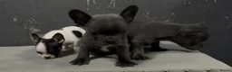 French Bulldog dogs for sale: 2 blue frenchies ready to leave on Friday  - Advert 4