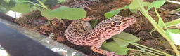 Leopard Gecko reptiles for sale: 2 female leopard geckos in Edinburgh - Advert 7