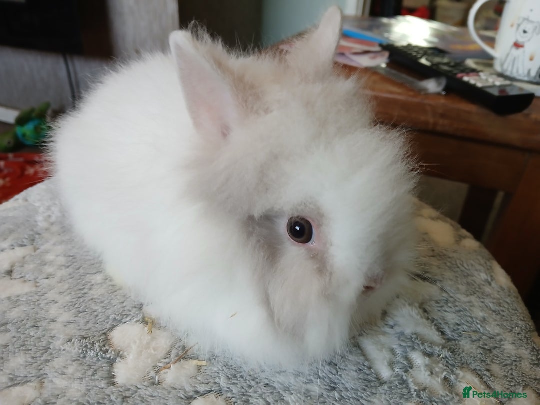 Lionhead rabbits for sale: Stunning DM Lionhead baby rabbits  - Image 7