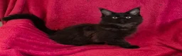Maine Coon cats for sale: XL maine coon kittens GCCF  - Advert 2