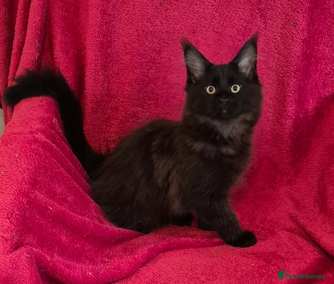 Maine Coon cats for sale: XL maine coon kittens GCCF  - Advert 2