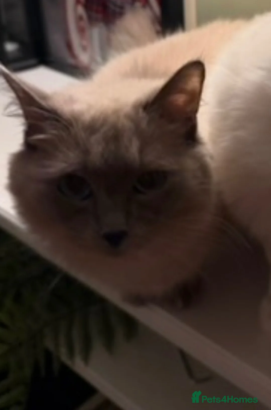 Ragdoll cats for sale: Lovely cat looking for home  - Advert 2
