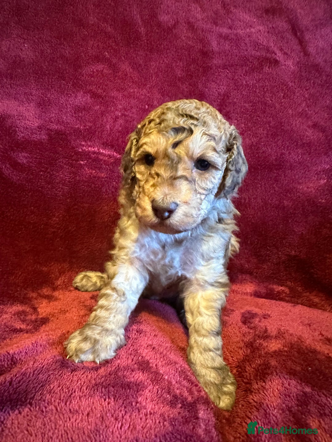 Toy Poodle dogs for sale: 💫🐩Extensively Health tested KC Toy Poodles 🐩💫 - Advert 6