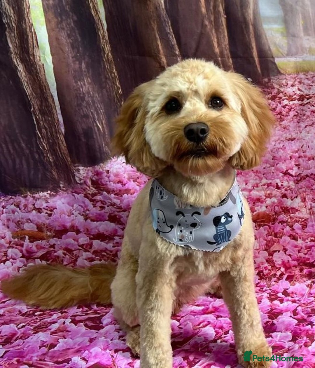 Cavapoo dogs for sale: Welcome to Cotswold Cavapoos - Advert 20