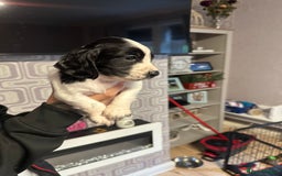 Cocker Spaniel dogs for sale: Cocker spaniel puppies  - Image 5