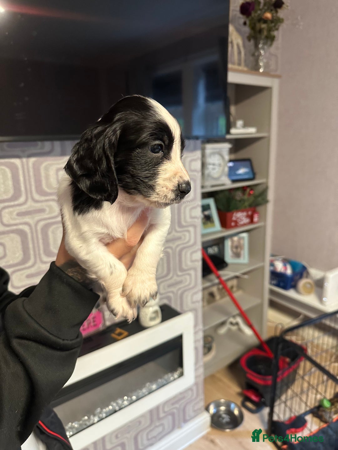 Cocker Spaniel dogs for sale: Cocker spaniel puppies  - Image 5
