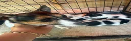 Jack Russell dogs for sale: 5 stunning jack russell puppies  - Advert 2