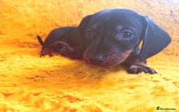Dachshund dogs for sale: dachshund puppies  - Image 6