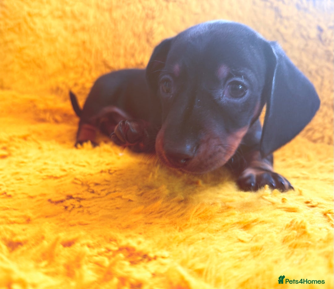 Dachshund dogs for sale: dachshund puppies  - Image 6