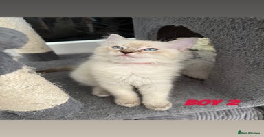 Ragdoll cats - Advert 16