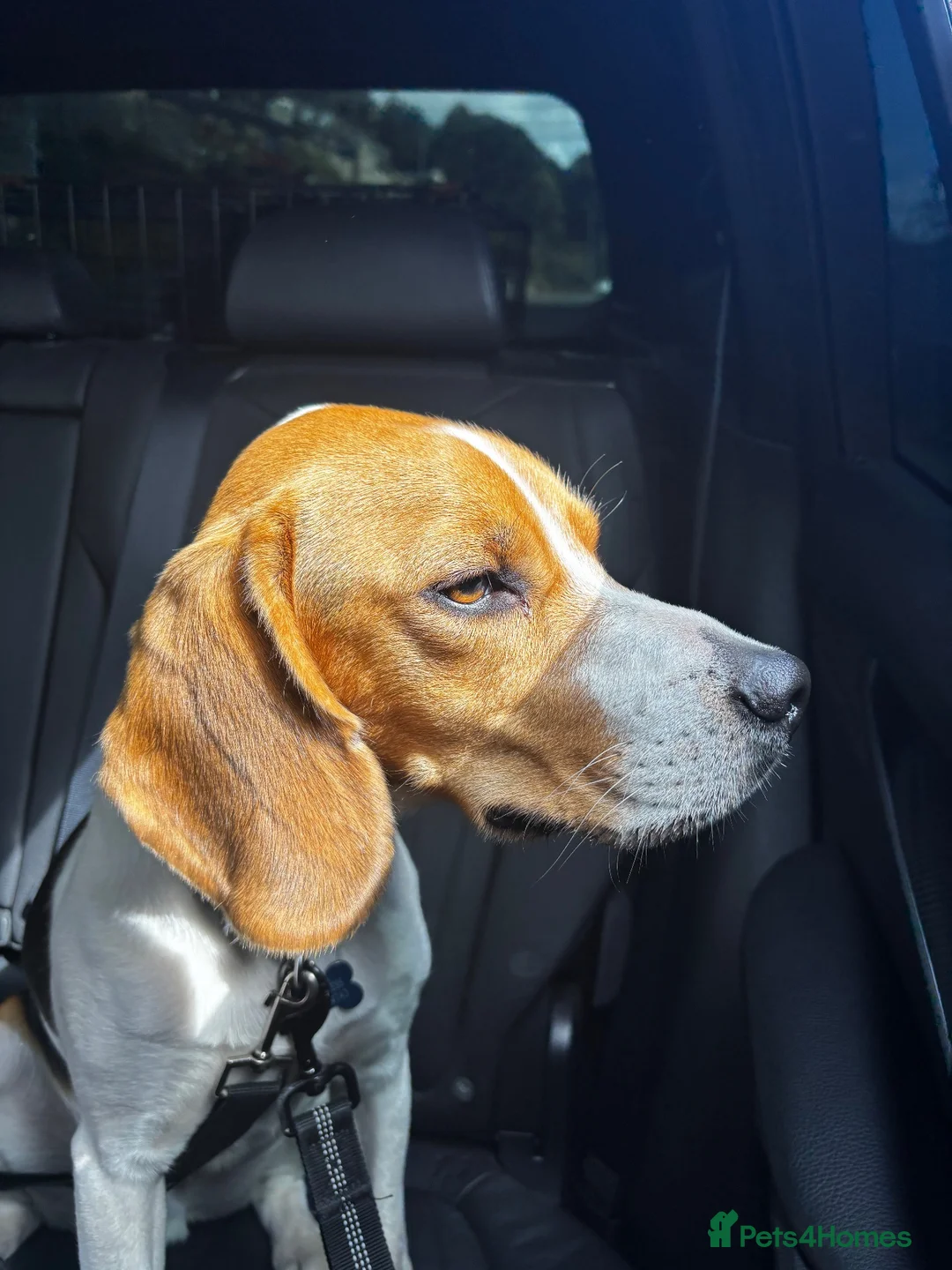 Beagle dogs for sale: Murphy – Looking for His Forever Home 🐾 in Hull - Advert 16