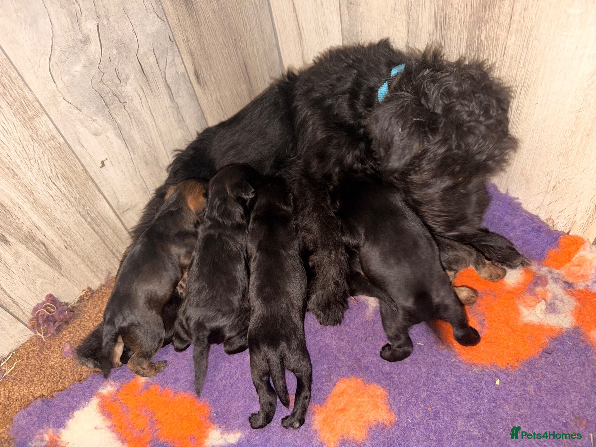 Mixed Breed dogs Border terrier x patterdale - Advert 2