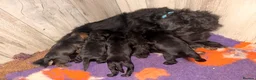 Mixed Breed dogs for sale: Border terrier x patterdale - Advert 18