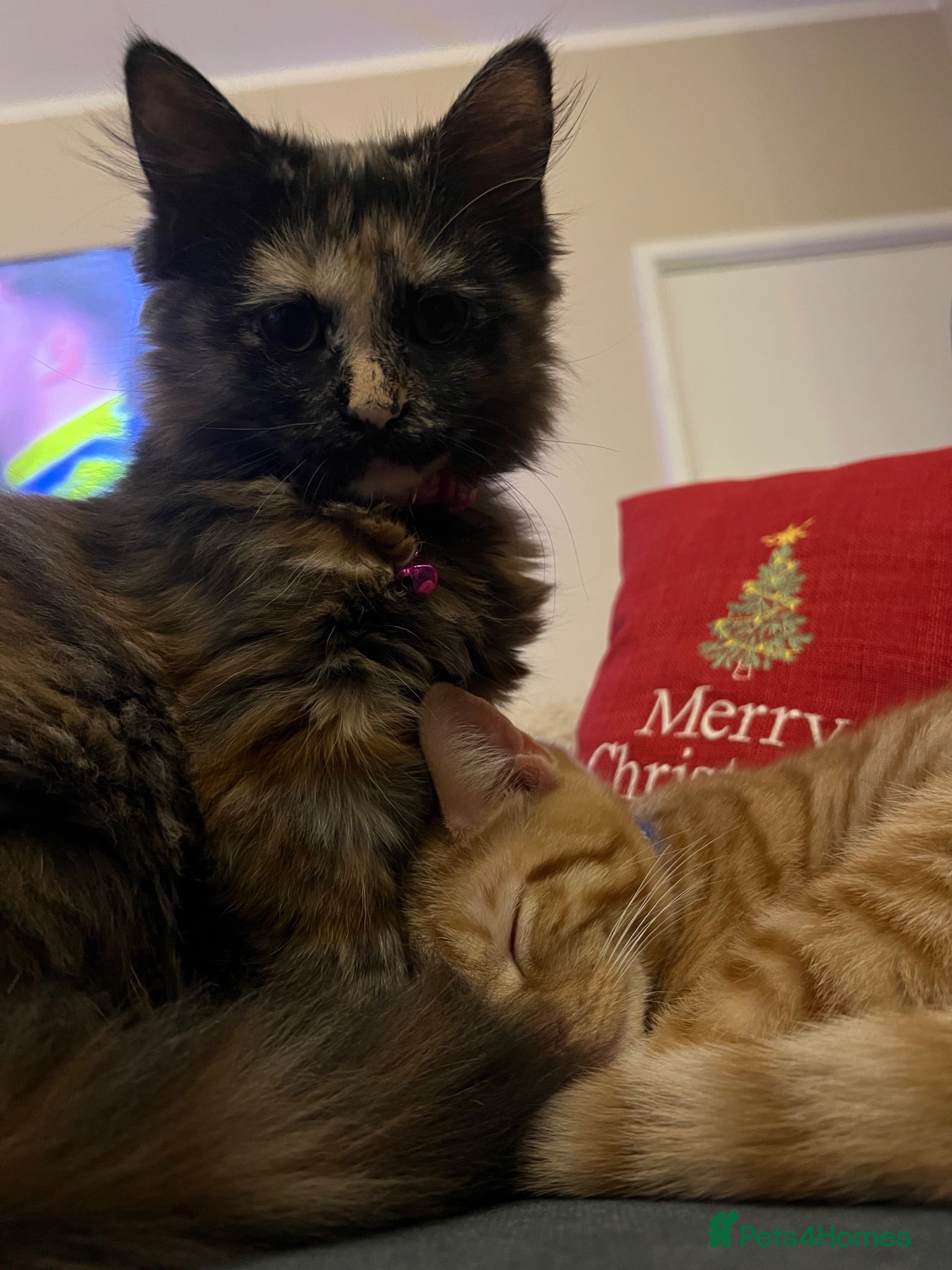 Mixed Breed cats Female ginger kittens  - Advert 3