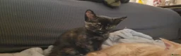 Mixed Breed cats for sale: Five Gorgeous Kittens Available! - Advert 31