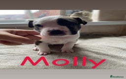Mixed Breed dogs for sale: Gorgeous Staffordshire bull terrier pups  - Image 2