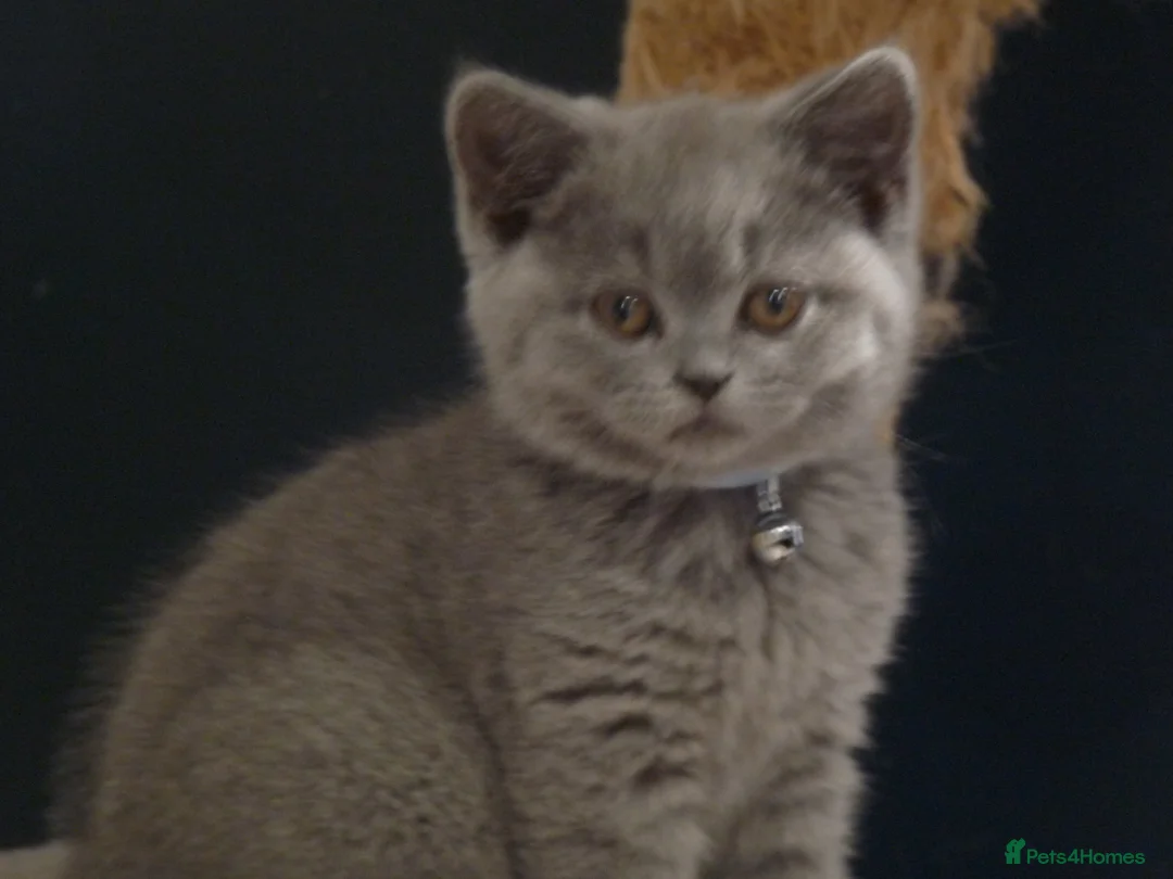British Shorthair cats for sale: four beautiful british shorthair kittens for sale - Advert 16