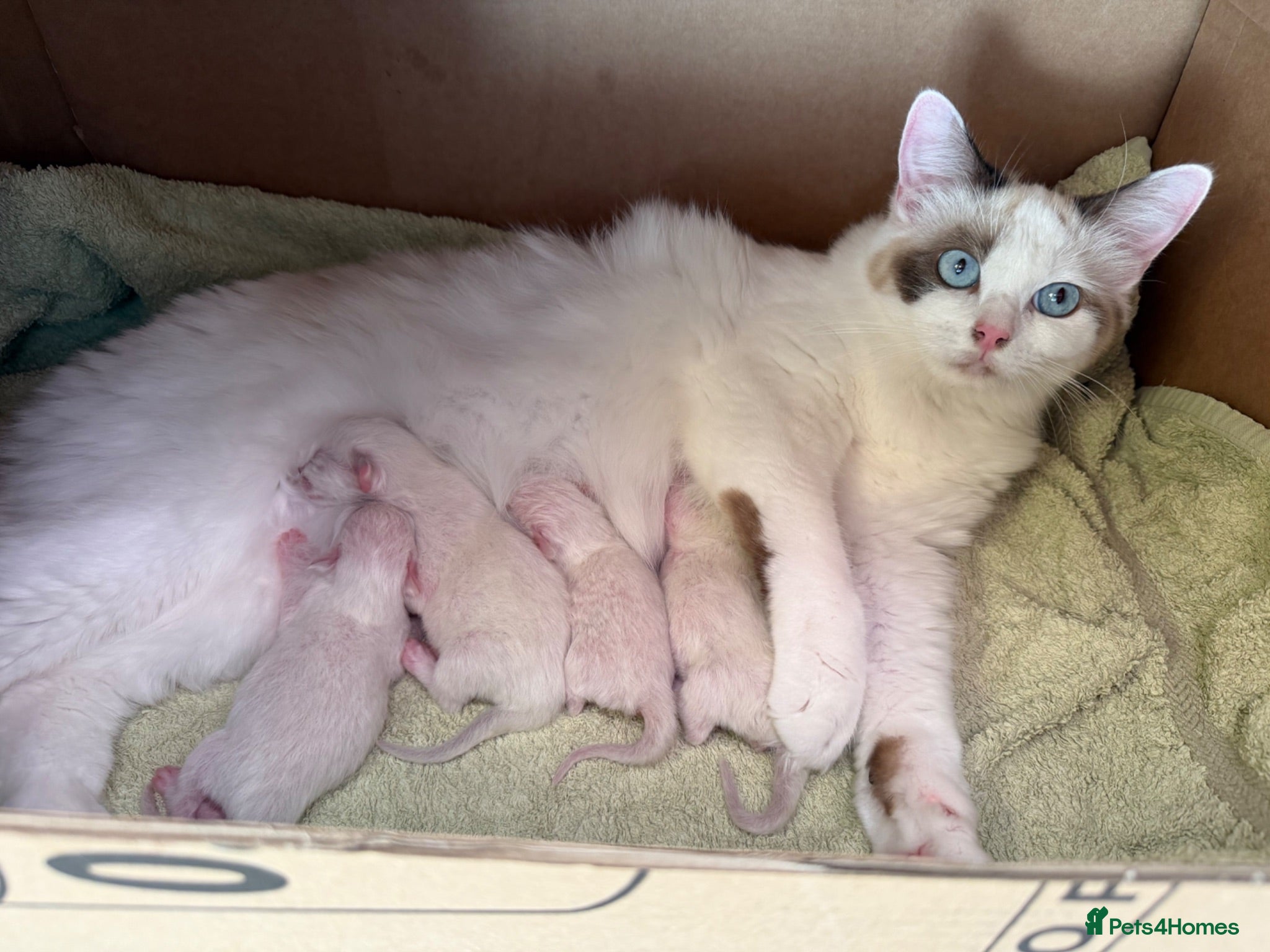 Ragdoll cats GCCF Registered Ragdoll Kittens - Advert 1