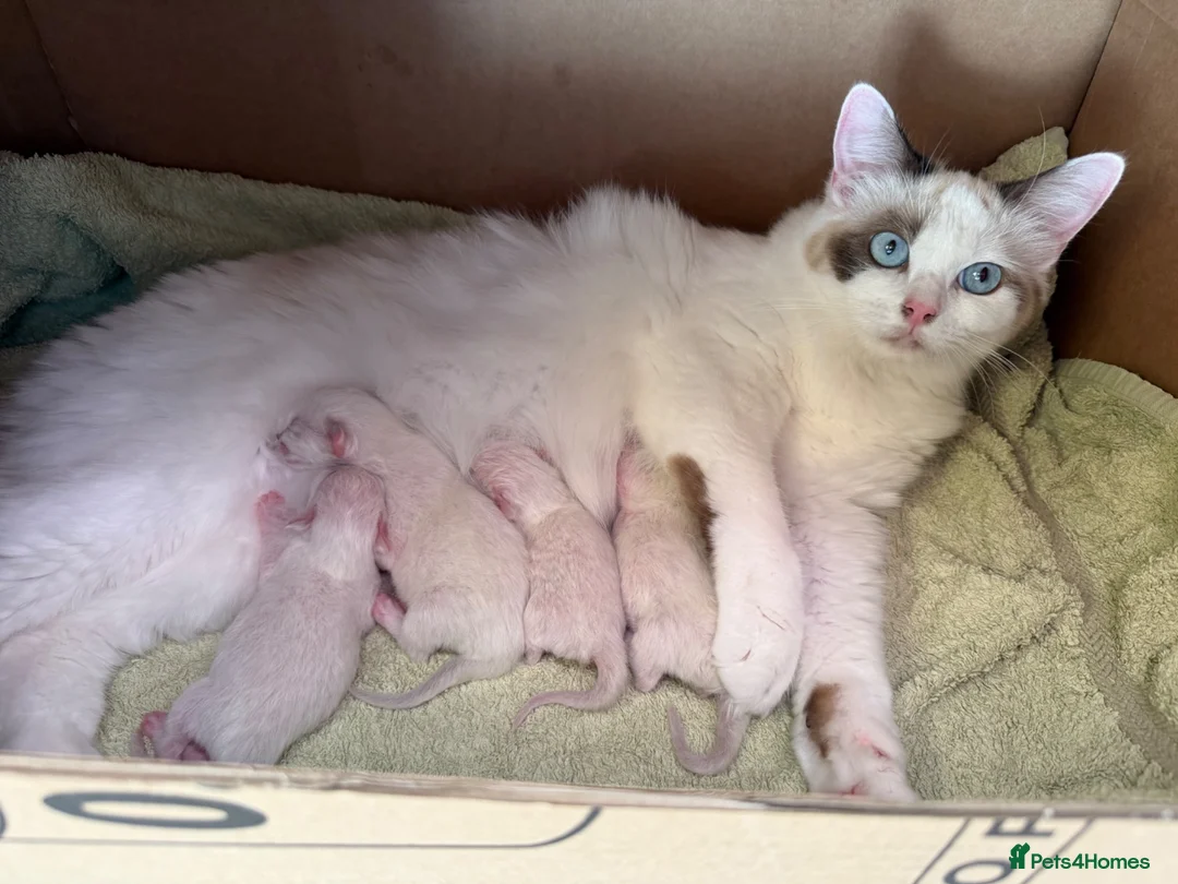 Ragdoll cats for sale: GCCF Registered Ragdoll Kittens - Advert 1