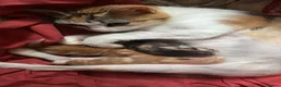 Mixed Breed cats for sale: 2 Ginger Male Kittens in Ashton-under-Lyne - Advert 3