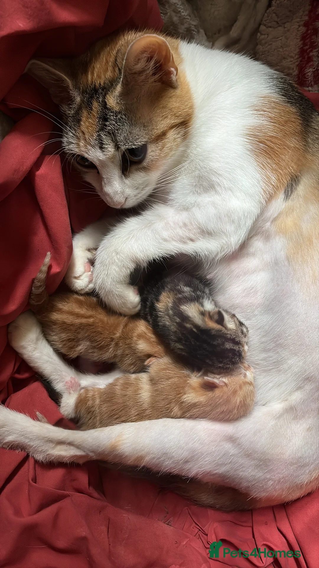 Mixed Breed cats for sale: 2 Ginger Male Kittens in Ashton-under-Lyne - Advert 3