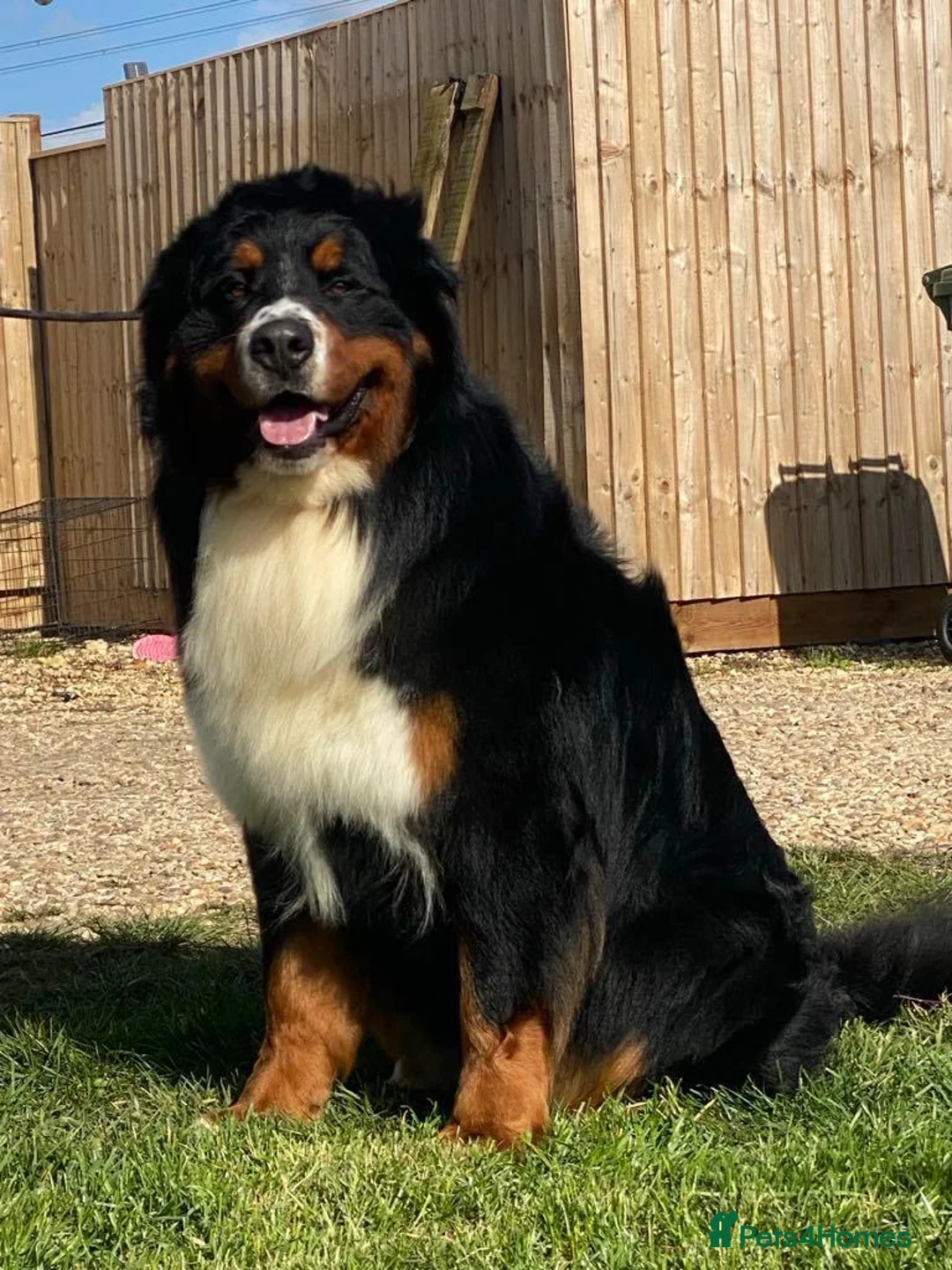 Bernese Mountain Dog dogs for stud: Outstanding kc reg Bernese mountain dog stud - Advert 4