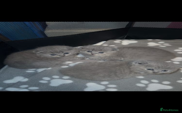 Scottish Fold cats - Advert 8