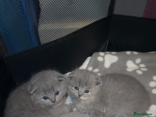 Scottish Fold cats 🐾Beautiful Scottish Fold Kittens 🐾 - Advert 8