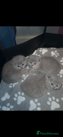 Scottish Fold cats - Advert 8
