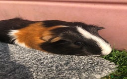 Guinea Pig rodents for sale: 4 x female guinea pigs - Image 4