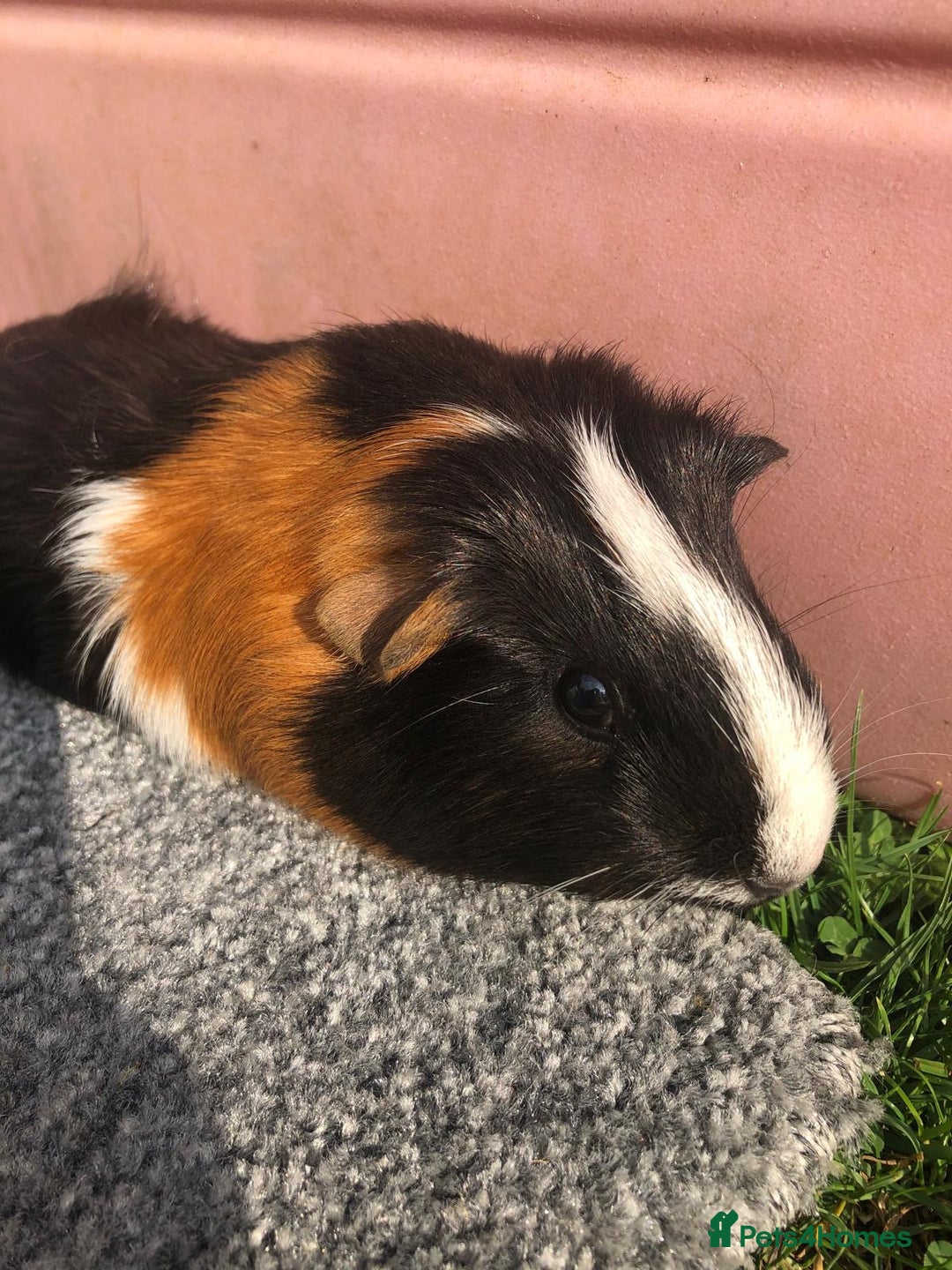 Guinea Pig rodents for sale: 4 x female guinea pigs - Image 4