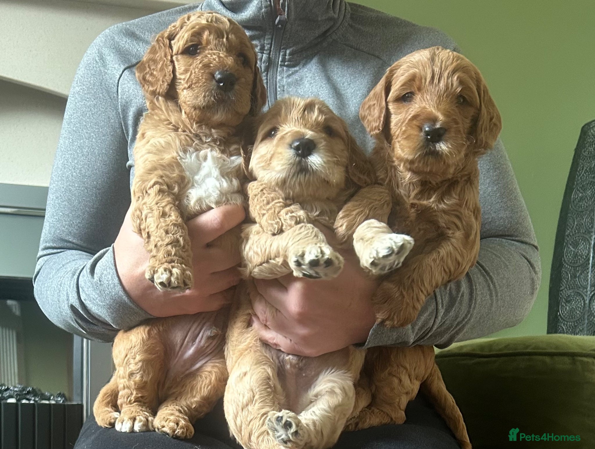 Double Doodle dogs Goldendoodle / Australian Double Doodle  - Advert 2