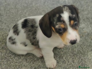 Dachshund dogs Beautiful white with grey marking - Advert 1