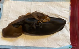 Dachshund dogs for sale: Dachshund puppies are Looking for Homes!  - Image 4