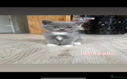 Mixed Breed cats for sale: 🐾 British Short Hair X Ragdoll Kittens 🐾 - Image 11