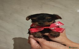 Yorkshire Terrier dogs for sale: 💝💝Beautiful miniature babies 💝💝 - Image 20