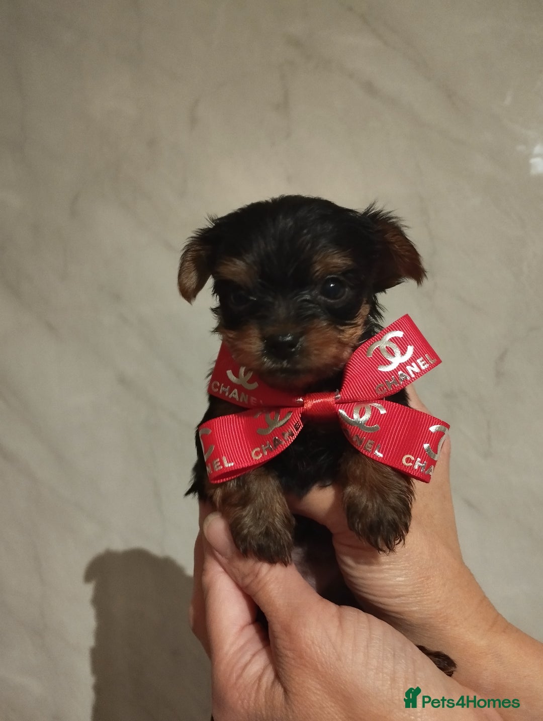 Yorkshire Terrier dogs for sale: 💝💝Beautiful miniature babies 💝💝 - Image 20
