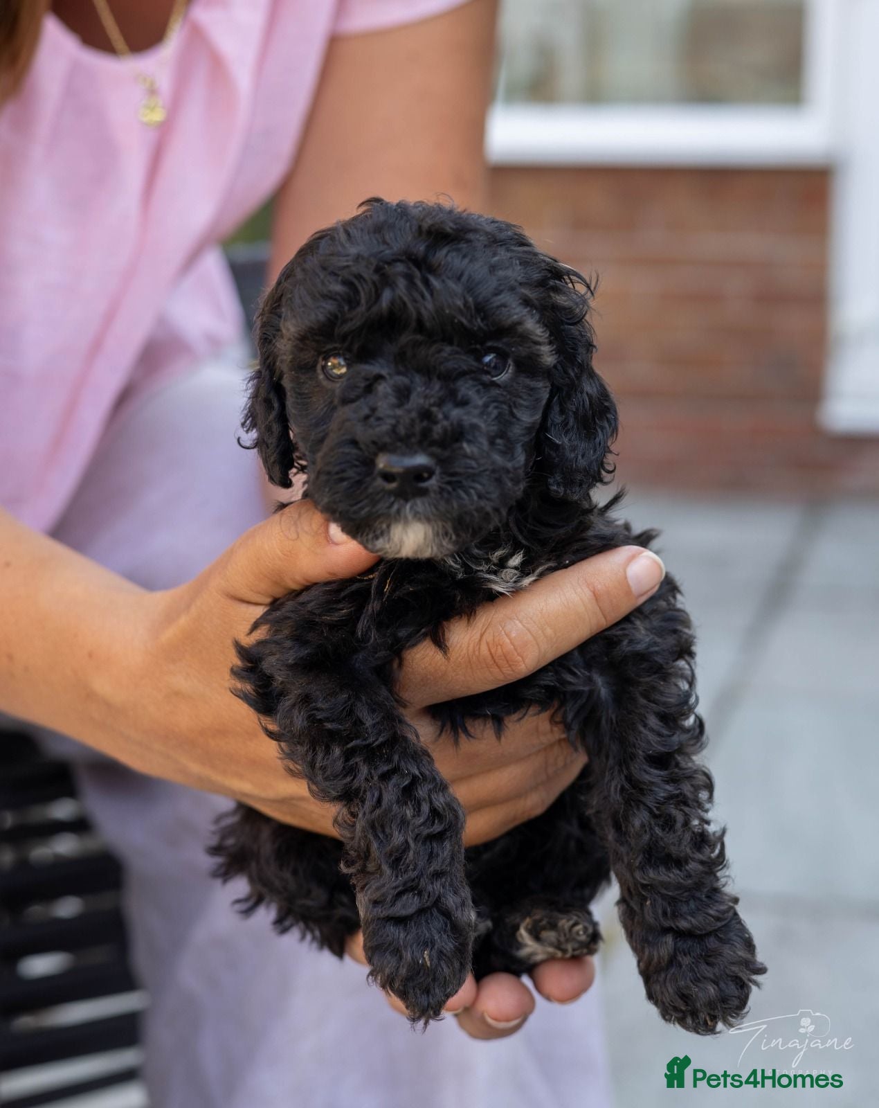 Mini Goldendoodle dogs Mini Goldendoodle boy - Advert 1