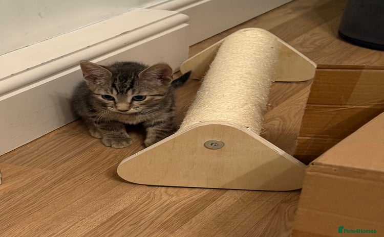 Mixed Breed cats - Advert 7
