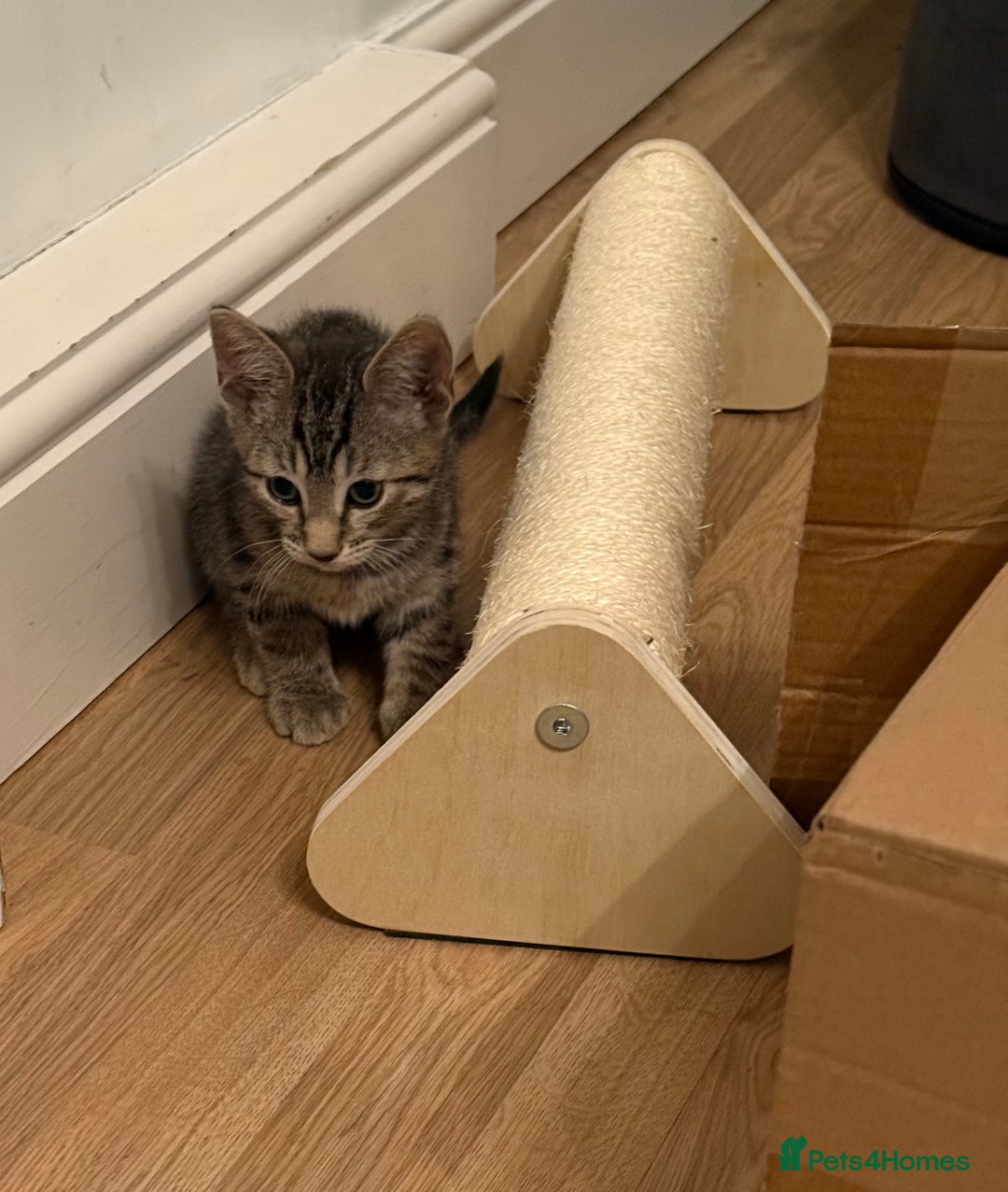 Mixed Breed cats for sale: Cute kitten  - Image 1