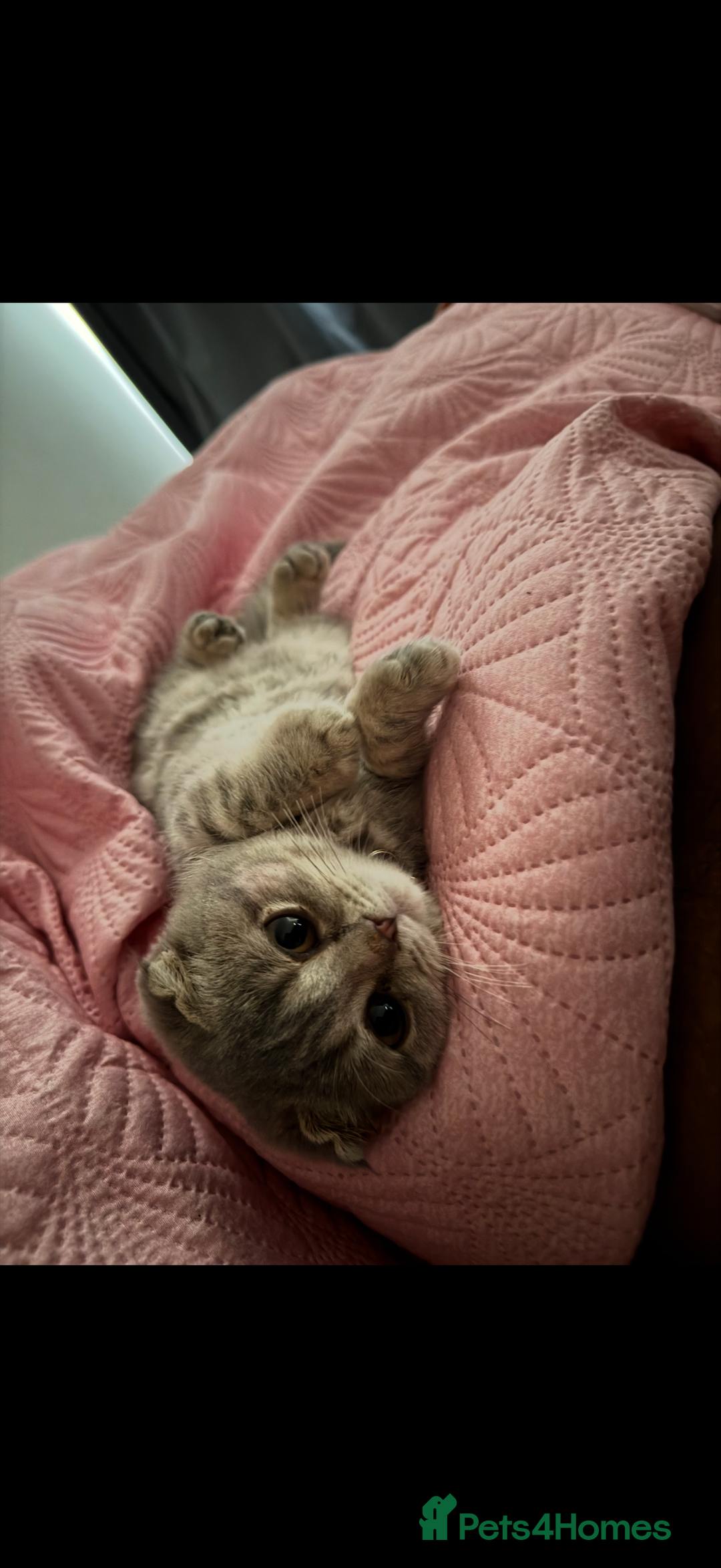 Scottish Fold cats for sale: Pearl  - Advert 2