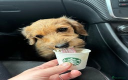 Border Terrier dogs for sale: Stunning Border Teddies - Image 9
