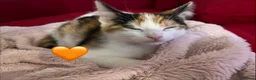 Mixed Breed cats for sale: 😻💚🩵💙🧡💛😻 - Advert 8