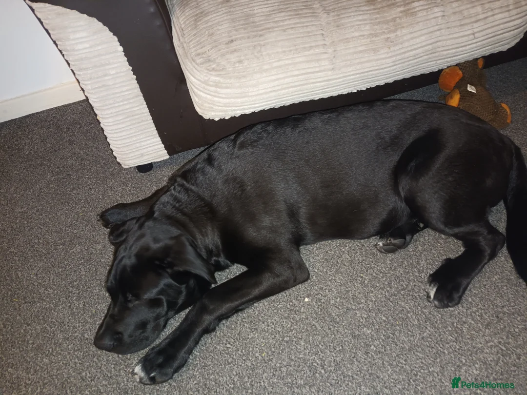 Mixed Breed dogs for sale: Hades  - Advert 5