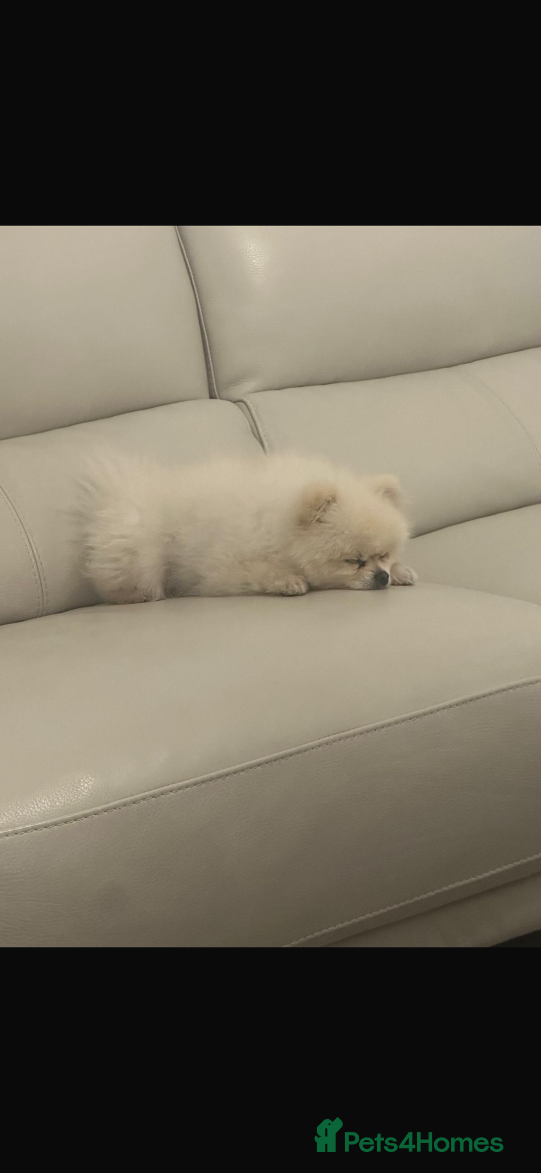 Pomeranian dogs for stud: Beautiful Pomeranian Male Available for Stud - Image 3